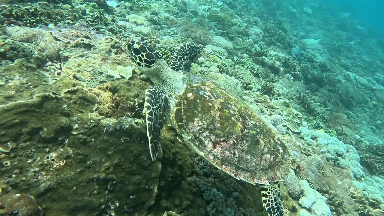 A green sea turtle gliding over a coral reef