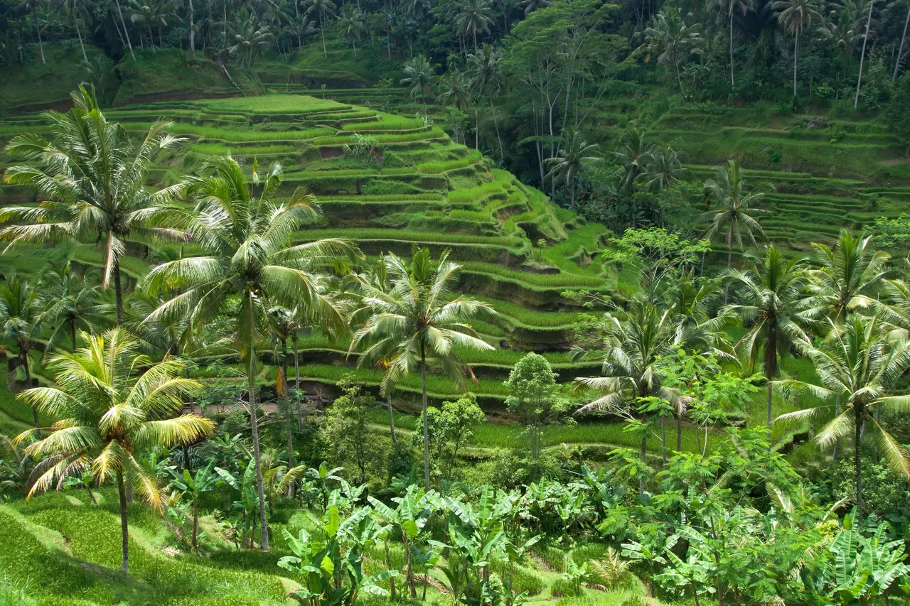 Palm-lined rice terraces at Tegallalang