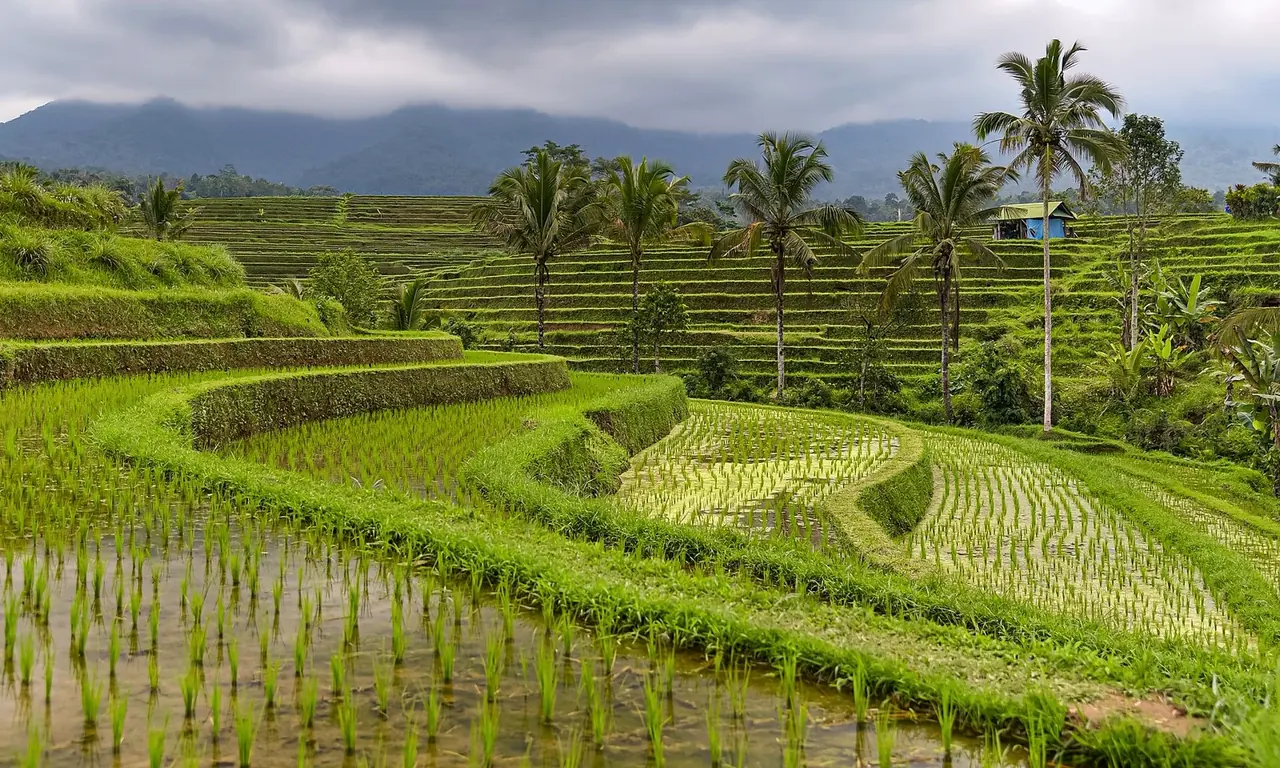 Jatiluwih Rice Terrace, Bali