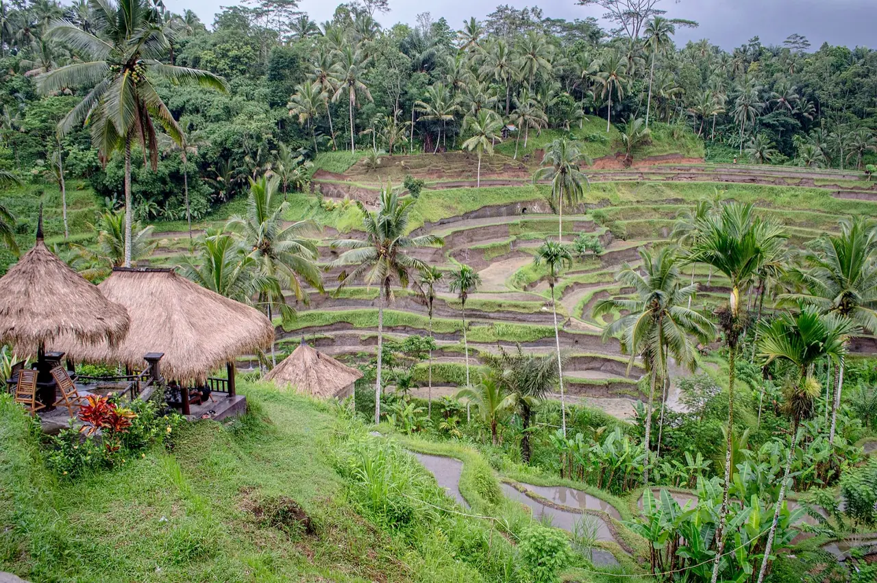 Tegallalang Rice Terrace, Bali