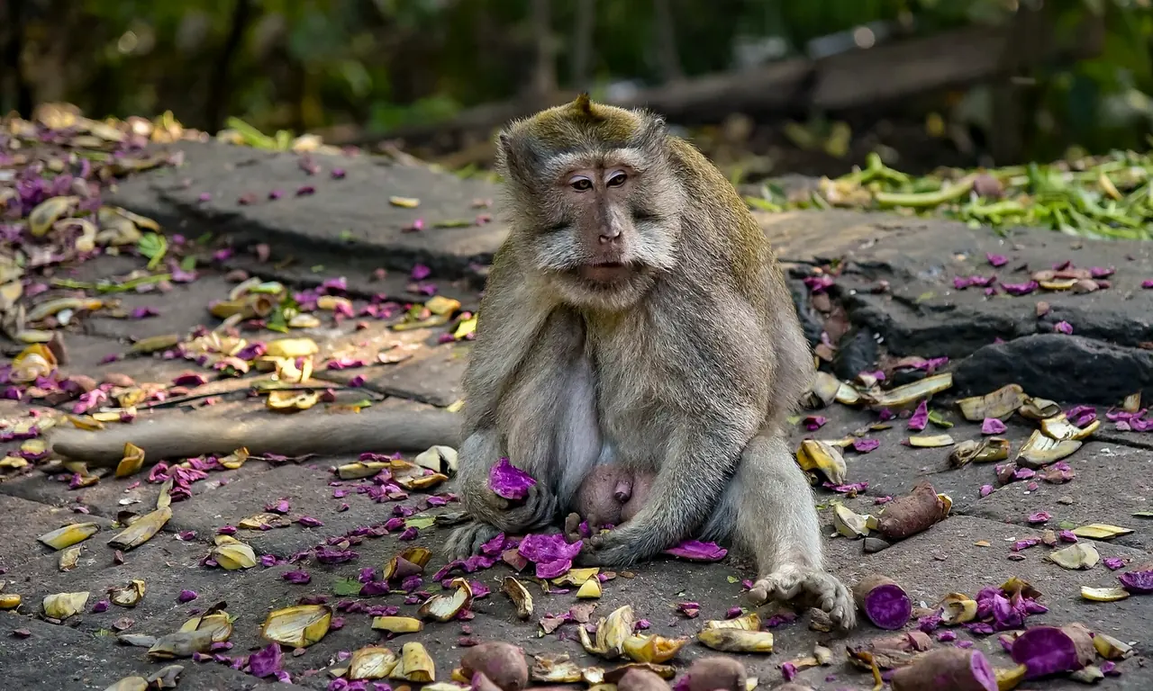 Ubud Monkey Forest, Bali