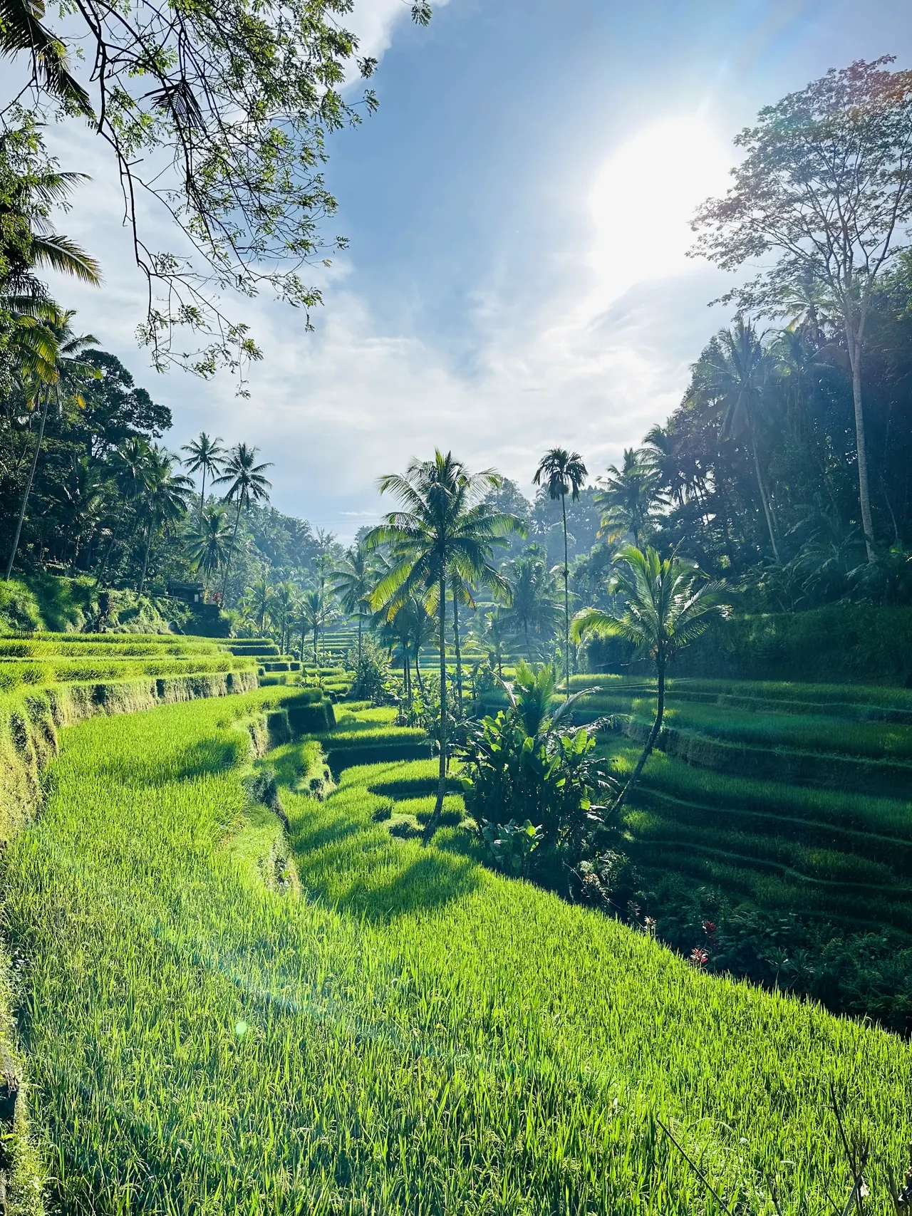 Mancingan Rice Terrace area, Bali (regional view)