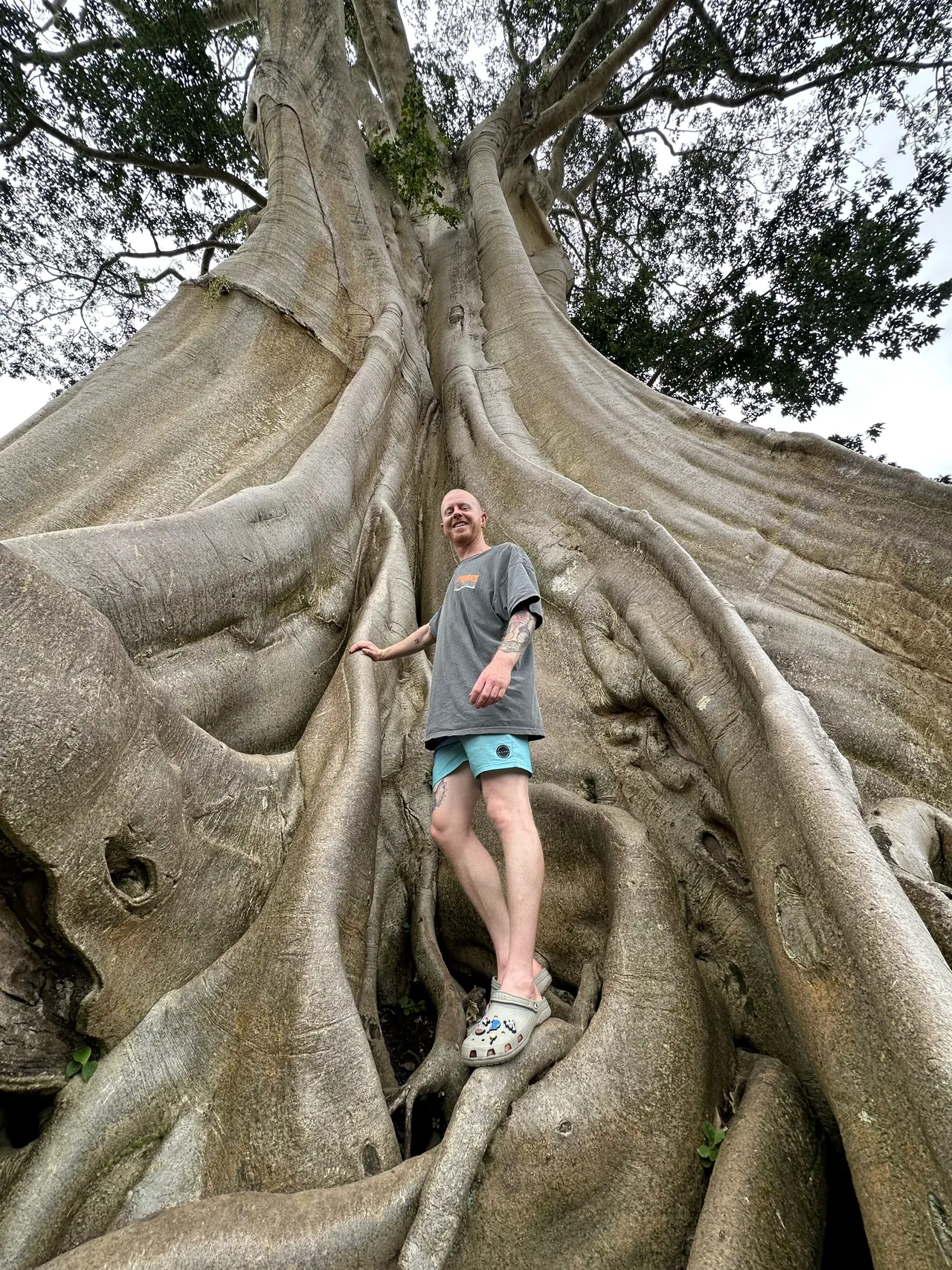 A visitor standing among the huge buttress roots of a giant tree
