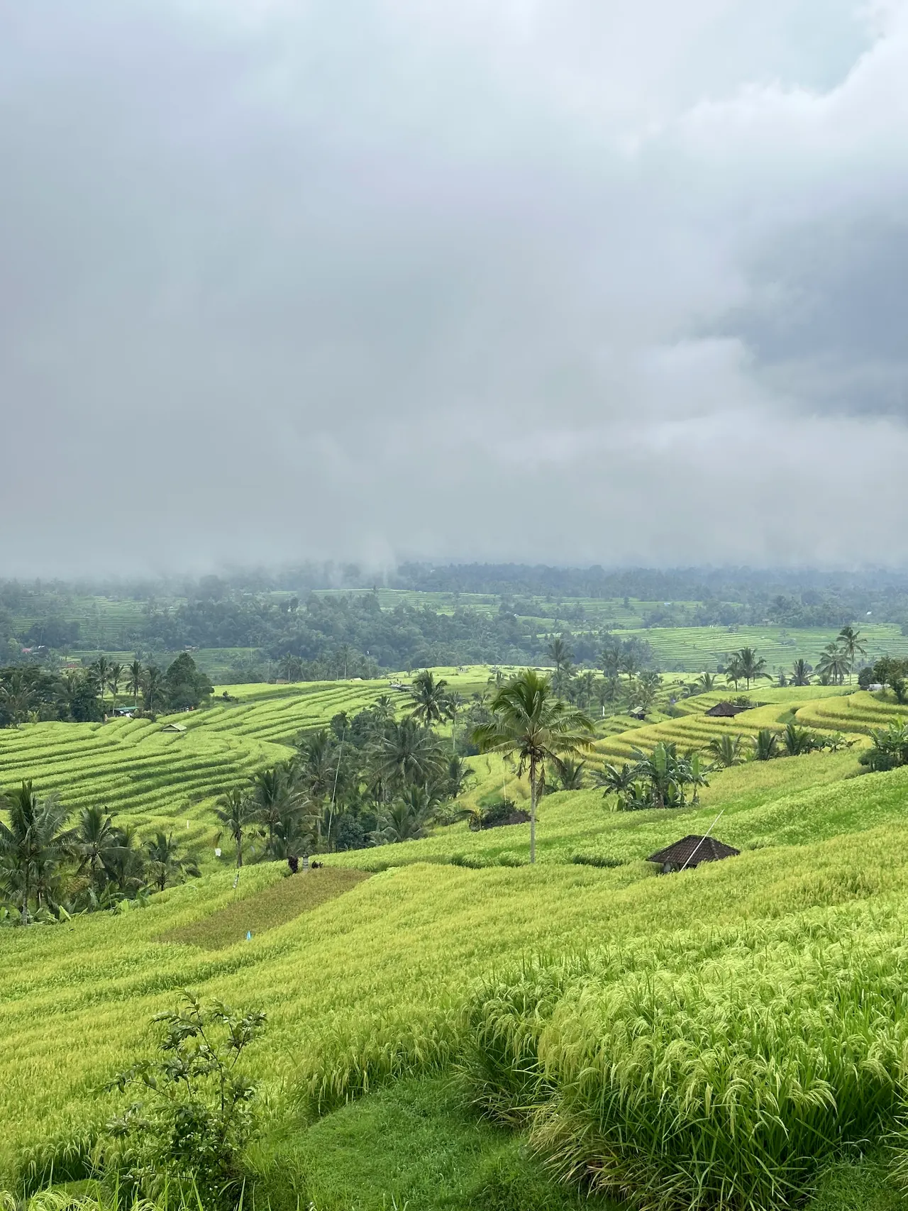 Terraced rice fields under low cloud in West Bali